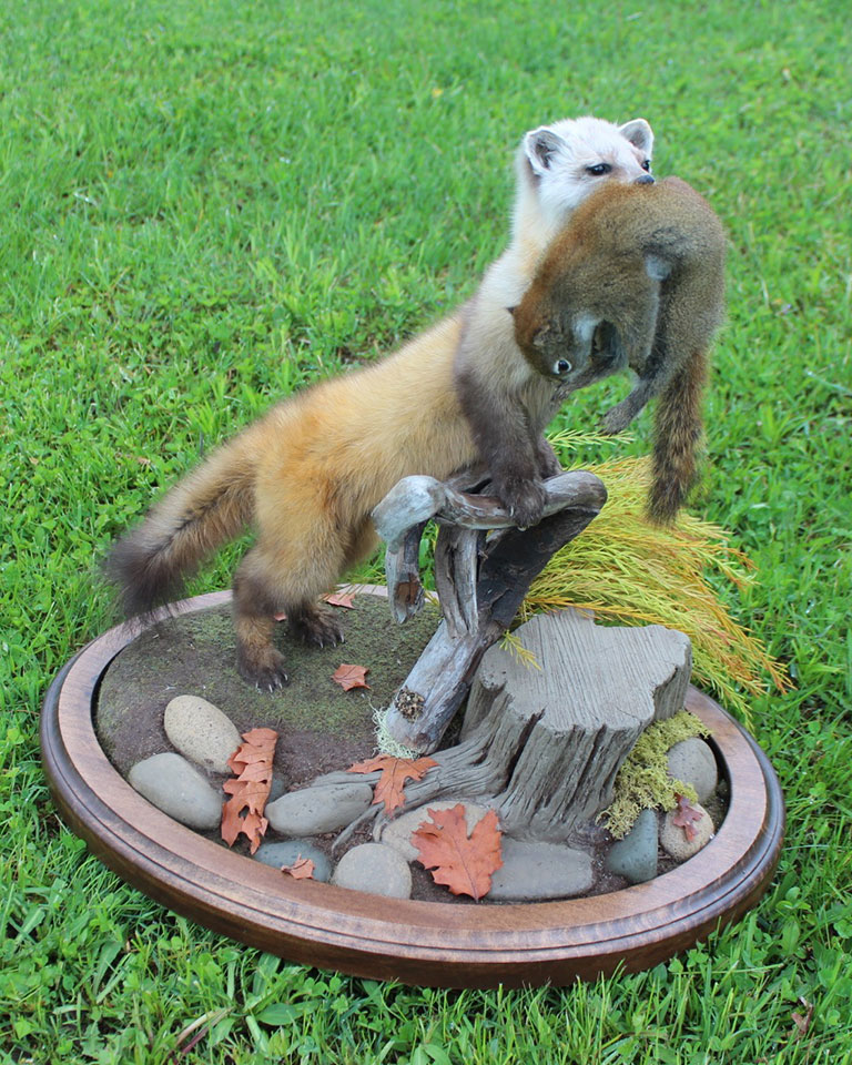 Taxidermy