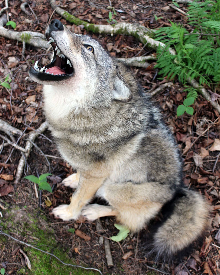 Taxidermy