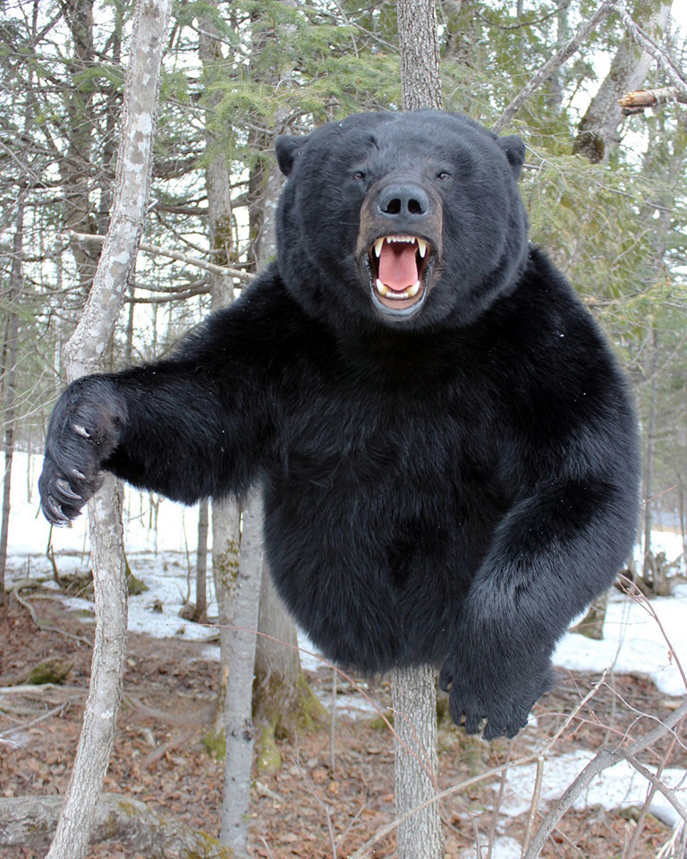 Taxidermy